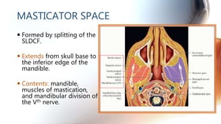 MASTICATOR SPACE
 Formed by splitting of the
SLDCF.
 Extends from skull base to
the inferior edge of the
mandible.
 Con...