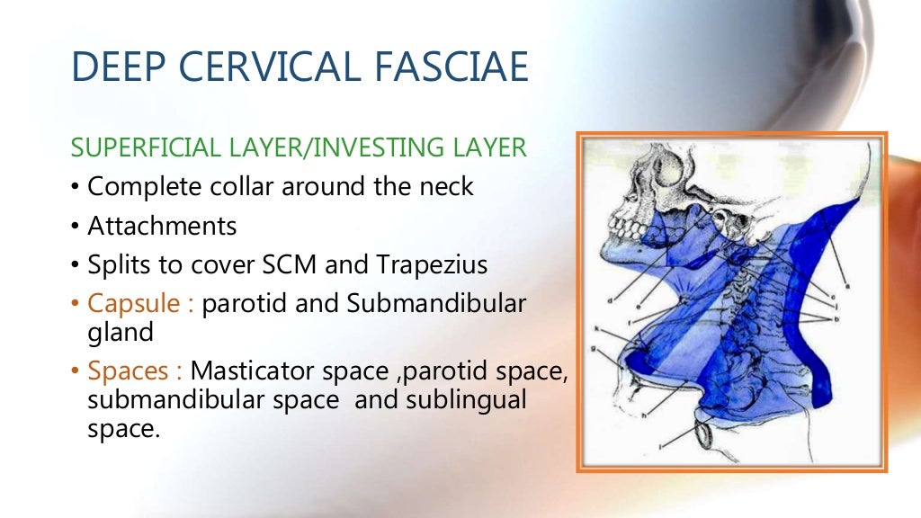 CT anatomy of Neck Spaces RV