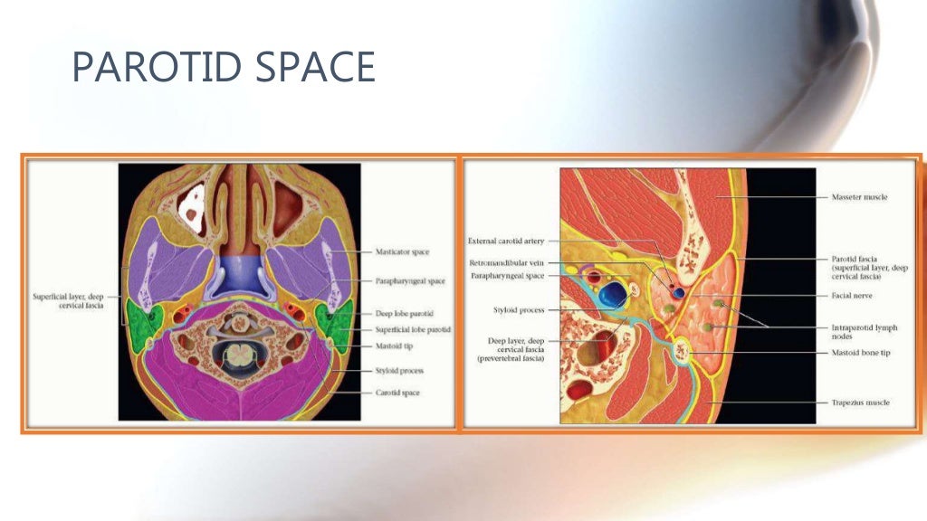 CT anatomy of Neck Spaces RV