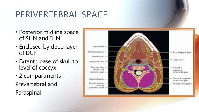 CT anatomy of Neck Spaces RV