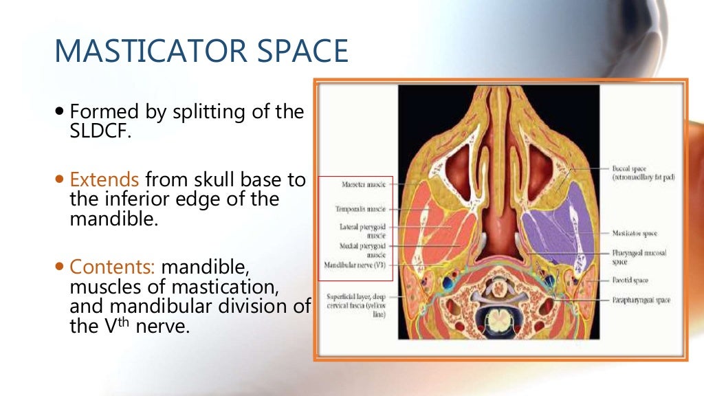 CT anatomy of Neck Spaces RV