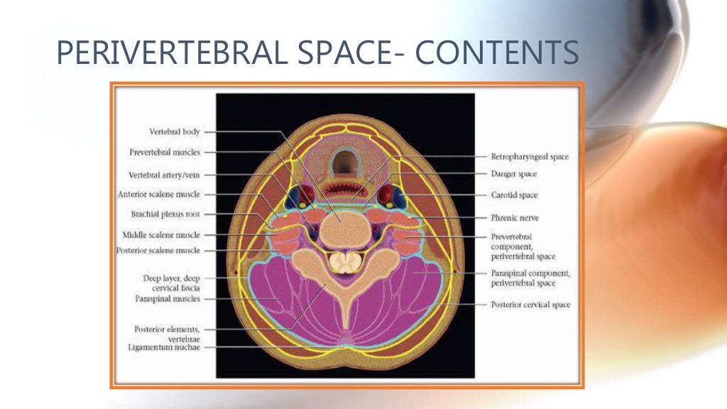 CT anatomy of Neck Spaces RV