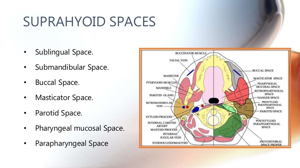 CT anatomy of Neck Spaces RV