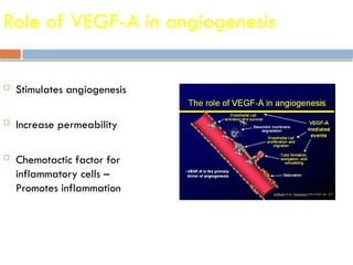 Role of VEGF-A in angiogenesis
 Stimulates angiogenesis
 Increase permeability
 Chemotactic factor for
inflammatory cells –
Promotes inflammation
 