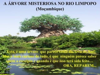 A ÁRVORE MISTERIOSA NO RIO LIMPOPO
(Moçambique)
Esta, é uma árvore que parece saída da Arca de Noé!
Mas o mais curioso de tudo, é que ninguém parece saber
quem a esculpiu e quando é que isso terá sido feito…
ORA, REPAREM...
 