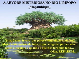 A ÁRVORE MISTERIOSA NO RIO LIMPOPO
            (Moçambique)




 Esta, é uma árvore que parece saída da Arca de Noé!
Mas o mais curioso de tudo, é que ninguém parece saber
 quem a esculpiu e quando é que isso terá sido feito…
                                    ORA, REPAREM...
 