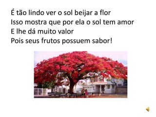 É tão lindo ver o sol beijar a flor
Isso mostra que por ela o sol tem amor
E lhe dá muito valor
Pois seus frutos possuem sabor!
 