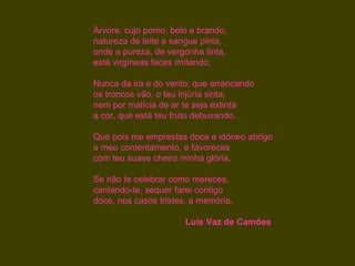 Árvore, cujo pomo, belo e brando,
natureza de leite e sangue pinta,
onde a pureza, de vergonha tinta,
está virgíneas faces imitando;

Nunca da ira e do vento, que arrancando
os troncos vão, o teu injúria sinta;
nem por malícia de ar te seja extinta
a cor, que está teu fruto debuxando.

Que pois me emprestas doce e idóneo abrigo
a meu contentamento, e favoreces
com teu suave cheiro minha glória,

Se não te celebrar como mereces,
cantando-te, sequer farei contigo
doce, nos casos tristes, a memória.

                       Luís Vaz de Camões
 