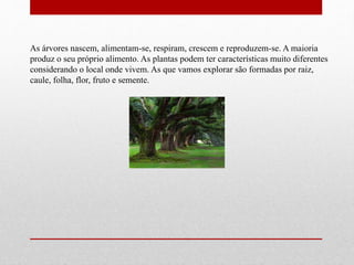 As árvores nascem, alimentam-se, respiram, crescem e reproduzem-se. A maioria 
produz o seu próprio alimento. As plantas podem ter características muito diferentes 
considerando o local onde vivem. As que vamos explorar são formadas por raiz, 
caule, folha, flor, fruto e semente. 
 