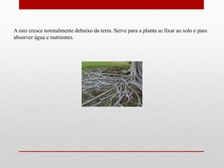 A raiz cresce normalmente debaixo da terra. Serve para a planta se fixar ao solo e para 
absorver água e nutrientes. 
 