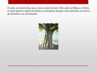 O caule, na maioria dos casos, cresce acima da terra. Nele estão as folhas e as flores. 
O caule ajuda no suporte da planta, no transporte da água e dos nutrientes, na reserva 
de alimentos e no crescimento. 
 