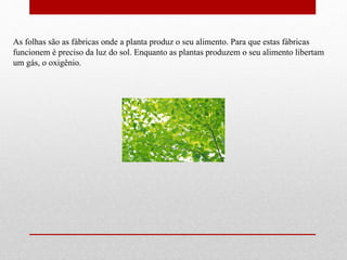 As folhas são as fábricas onde a planta produz o seu alimento. Para que estas fábricas 
funcionem é preciso da luz do sol. Enquanto as plantas produzem o seu alimento libertam 
um gás, o oxigênio. 
 