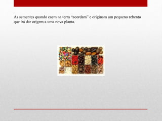 As sementes quando caem na terra “acordam” e originam um pequeno rebento 
que irá dar origem a uma nova planta. 
 
