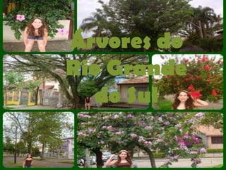 Árvores do
Rio Grande
  do Sul

             1
 