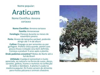 Nome popular:

       Araticum
      Nome Científico: Annona
             coriacea

       Nome Científico: Annona coriacea
              Família: Annonaceae
    Fenologia: Floresce durante os meses de
                novembro-janeiro.
  Porte: Árvore de tamanho variável, podendo
             atingir até 7 m de altura
    Cultivo: Propaga-se por sementes ou por
  garfagem. Prefere clima quente, porém com
   pouca chuva e estação seca bem definida.
    Começa a produzir 3 anos após o plantio.
Onde podemos encontrar? Matas do Norte até o
                    Sul do Brasil.
     Utilidade: A polpa é comestível e muito
apreciada, ao natural e na forma de sucos, doces,
sorvetes, geléias, licores e recheios na confecção
    de bolos e bombons. A planta é usada na
 medicina popular. Os frutos servem de alimento
    para muitos pássaros e animais silvestres        15
 