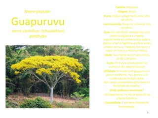 Família: Fabaceae
       Nome popular:                         Origem: Brasil
                                Porte: Podem atingir facilmente 30m

Guapuruvu                                        de altura
                                Luminosidade: Deve ser cultivada sob
                                                sol pleno.
nome cientifico: Schizolobium    Solo: Em solo fértil, enriquecido com
         parahyba                      matéria orgânica e irrigado
                                regularmente no primeiro ano após o
                                plantio. Planta higrófita, prefere locais
                                úmidos como as margens dos rios e é
                                   capaz de tolerar encharcamentos.
                                  Idade: Sua morte ocorre após cerca
                                            de 40 a 50 anos.
                                    Fruto: Os frutos amadurecem no
                                      outono e são vagens bivalvas
                                Utilidade: A madeira do guapuruvu é
                                   pouco resistente, mas presta-se à
                                       confecção de embarcações
                                tipo canoas exatamente pela leveza e
                                         facilidade de entalhe.
                                       Onde podemos encontrar?
                                 Principalmente, no Rio Grande do Sul
                                            e Santa Catarina.
                                  Curiosidade: É a árvore símbolo de
                                              Florianópolis.
                                                                     8
 