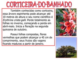 CORTICEIRA-DO-BANHADO Também conhecidas como corticeira, essa árvore espinhenta pode alcançar até 10 metros de altura e seu nome científico é  Erythrina crista-galli . Perde totalmente as folhas no inverno, começando a perda em abril-maio. Inicia a floração na segunda quinzena de outubro. Possui folhas compostas, flores vermelhas que podem alcançar a 45 cm de comprimento, seus frutos são vagens ficando maduras a partir de janeiro. 