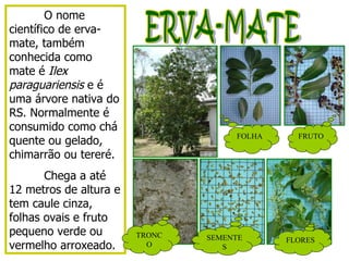 ERVA-MATE O nome científico de erva-mate, também conhecida como mate é  Ilex paraguariensis  e é uma árvore nativa do RS. Normalmente é consumido como chá quente ou gelado, chimarrão ou tereré. Chega a até 12 metros de altura e tem caule cinza, folhas ovais e fruto pequeno verde ou vermelho arroxeado. FOLHA FRUTO TRONCO SEMENTES FLORES 