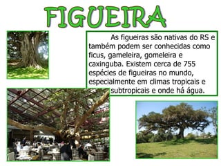 FIGUEIRA As figueiras são nativas do RS e também podem ser conhecidas como ficus, gameleira, gomeleira e caxinguba. Existem cerca de 755 espécies de figueiras no mundo, especialmente em climas tropicais e  subtropicais e onde há água. 