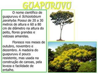 GUAPURUVU O nome científico de guapuruvu é  Schizolobium parahyba .  Possui de 20 a 30 metros de altura e 60 a 80 cm de diâmetro na altura do peito, flores grandes e vistosas amarelas. Floresce nos meses de outubro, novembro e dezembro. A madeira do guapuruvu é pouco resistente, mas usada na construção de canoas, pela leveza e facilidade de entalhe. 