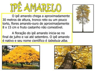 IPÊ AMARELO O ipê amarelo chega a aproximadamente 30 metros de altura, tronco reto ou um pouco torto, flores amarelo-ouro de aproximadamente 8 x 15 cm e fruto castanho não comestível. A floração do ipê amarelo inicia-se no final de julho e vai até setembro. O ipê amarelo é nativo e seu nome científico é  tabebuia alba . 