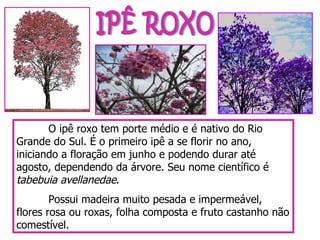 IPÊ ROXO O ipê roxo tem porte médio e é nativo do Rio Grande do Sul. É o primeiro ipê a se florir no ano, iniciando a floração em junho e podendo durar até agosto, dependendo da árvore. Seu nome científico é  tabebuia avellanedae . Possui madeira muito pesada e impermeável, flores rosa ou roxas, folha composta e fruto castanho não comestível. 