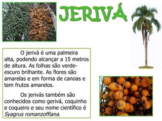 JERIVÁ O jerivá é uma palmeira alta, podendo alcançar a 15 metros de altura. As folhas são verde-escuro brilhante. As flores são amarelas e em forma de canoas e tem frutos amarelos. Os jerivás também são conhecidos como gerivá, coquinho e coqueiro e seu nome científico é  Syagrus romanzoffiana . 