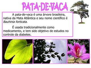 PATA-DE-VACA A pata-de-vaca é uma árvore brasileira, nativa da Mata Atlântica e seu nome científico é  Bauhinia forticata. É usada tradicionalmente como medicamento, e tem sido objetivo de estudos no controle da diabetes.   