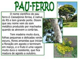 PAU-FERRO O nome científico de pau ferro é  Caesalpinia ferrea,  é nativa do RS e tem grande porte.  Dizem que seu nome vem do som metálico produzido por machados quando se atrevem a cortá-las.  Tem madeira muito dura, folhas pequenas e delicadas verde escuro, flores amarelas que iniciam a floração em agosto e terminam em março, e o fruto é uma vagem muito dura e resistente, que fica madura de agosto a outubro. 