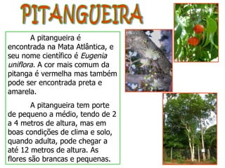 PITANGUEIRA A pitangueira é encontrada na Mata Atlântica, e seu nome científico é  Eugenia uniflora.  A cor mais comum da pitanga é vermelha mas também pode ser encontrada preta e amarela. A pitangueira tem porte de pequeno a médio, tendo de 2 a 4 metros de altura, mas em boas condições de clima e solo, quando adulta, pode chegar a até 12 metros de altura. As flores são brancas e pequenas. 