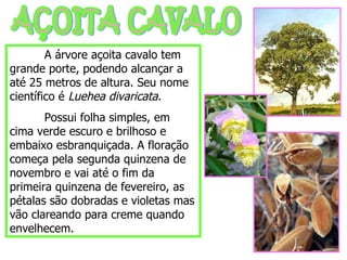 AÇOITA CAVALO A árvore açoita cavalo tem grande porte, podendo alcançar a até 25 metros de altura. Seu nome científico é  Luehea divaricata . Possui folha simples, em cima verde escuro e brilhoso e embaixo esbranquiçada. A floração começa pela segunda quinzena de novembro e vai até o fim da primeira quinzena de fevereiro, as pétalas são dobradas e violetas mas vão clareando para creme quando envelhecem. 