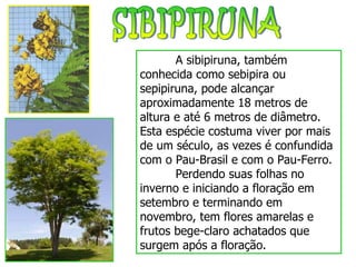 SIBIPIRUNA A sibipiruna, também conhecida como sebipira ou sepipiruna, pode alcançar aproximadamente 18 metros de altura e até 6 metros de diâmetro. Esta espécie costuma viver por mais de um século, as vezes é confundida com o Pau-Brasil e com o Pau-Ferro.  Perdendo suas folhas no inverno e iniciando a floração em setembro e terminando em novembro, tem flores amarelas e frutos bege-claro achatados que surgem após a floração.  