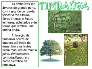 TIMBAÚVA As timbaúvas são árvores de grande porte, com casca de cor parda, folhas verde escuro, flores brancas e frutos lenhosos, achatados e de forma que lembra uma orelha preta. A floração da timbaúva ocorre de outubro até início de dezembro e os frutos ficam maduros de maio a julho.  Enterolobium contortisiliquum  é o nome científico da  timbaúva.  