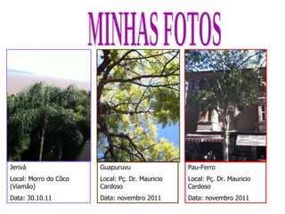 MINHAS FOTOS Jerivá Local: Morro do Côco (Viamão) Data: 30.10.11 Guapuruvu Local: Pç. Dr. Mauricio Cardoso Data: novembro 2011 Pau-Ferro Local: Pç. Dr. Mauricio Cardoso Data: novembro 2011 