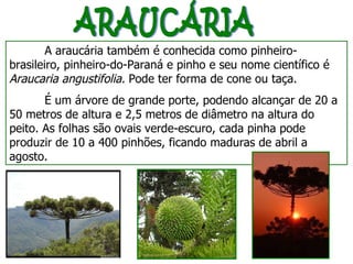 ARAUCÁRIA A araucária também é conhecida como pinheiro-brasileiro, pinheiro-do-Paraná e pinho e seu nome científico é  Araucaria angustifolia.  Pode ter forma de cone ou taça. É um árvore de grande porte, podendo alcançar de 20 a 50 metros de altura e 2,5 metros de diâmetro na altura do peito. As folhas são ovais verde-escuro, cada pinha pode produzir de 10 a 400 pinhões, ficando maduras de abril a agosto. 