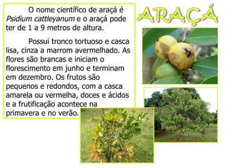 ARAÇÁ O nome científico de araçá é  Psidium cattleyanum  e o araçá pode ter de 1 a 9 metros de altura. Possui tronco tortuoso e casca lisa, cinza a marrom avermelhado. As flores são brancas e iniciam o florescimento em junho e terminam em dezembro. Os frutos são pequenos e redondos, com a casca amarela ou vermelha, doces e ácidos e a frutificação acontece na primavera e no verão. 