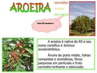 AROEIRA -vermelha -mansa -do-campo A aroeira é nativa do RS e seu nome científico é  Schinus terebinthifolius . Árvore de porte médio, folhas compostas e aromáticas, flores pequenas em panículas e fruto vermelho-brilhante e adocicado. Como são conhecidas ! 