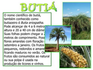 BUTIÁ O nome científico de butiá, também conhecido como butiazeiro é   Butia eriospatha .  Pode alcançar de 4 a 6 metros de altura e 20 a 40 cm de diâmetro. Suas folhas podem chegar a 2 metros de comprimento. Possui flores amarelas com floração de setembro a janeiro. Os frutos são pequenos, redondos e amarelos, ficando maduros no verão. Os frutos são consumidos ao natural ou sua polpa é usada na produção de licores e vinhos. 