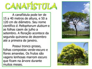 CANAFÍSTULA A canafístula pode ter de 15 a 40 metros de altura, e 50 a 120 cm de diâmetro. Seu nome científico é  Peltophorum dubium  e as folhas caem de julho a setembro. A floração acontece da segunda quinzena de dezembro até a primeira de janeiro. Possui tronco grosso, folhas compostas verde-escuro e flores amarelas. Os frutos são vagens lenhosas marrom escuro que ficam na árvore durante muitos meses.  