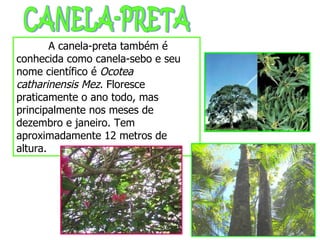 CANELA-PRETA A canela-preta também é conhecida como canela-sebo e seu nome científico é  Ocotea catharinensis   Mez . Floresce praticamente o ano todo, mas principalmente nos meses de dezembro e janeiro.  Tem aproximadamente 12 metros de altura . 