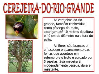 CEREJEIRA-DO-RIO-GRANDE As cerejeiras-do-rio-grande, também conhecidas como pêssego-do-mato, alcançam até 10 metros de altura e 40 cm de diâmetro na altura do peito.  As flores são brancas e antecedem o aparecimento das folhas que acontece em setembro e o fruto é coroado por 5 sépalas. Sua madeira é moderadamente pesada, dura e resistente. 