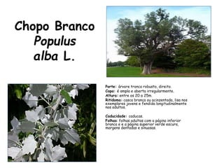 Chopo Branco
Populus
alba L.
Porte: árvore tronco robusto, direito.
Copa: é ampla e aberta irregularmente.
Altura: entre os 20 a 25m.
Ritidoma: casca branca ou acinzentada, lisa nos
exemplares jovens e fendida longitudinalmente
nos adultos.
Caducidade: caducas.
Folhas: folhas adultas com a página inferior
branca e e a página superior verde escura,
margens dentadas e sinuosas.
 