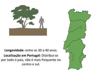 Longevidade: entre os 30 a 40 anos.
Localização em Portugal: Distribui-se
por todo o pais, não é mais frequente no
centro e sul.
 