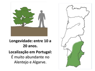 Longevidade: entre 10 a
20 anos.
Localização em Portugal:
É muito abundante no
Alentejo e Algarve.
 