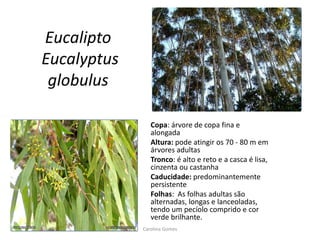 Eucalipto
Eucalyptus
globulus
Copa: árvore de copa fina e
alongada
Altura: pode atingir os 70 - 80 m em
árvores adultas
Tronco: é alto e reto e a casca é lisa,
cinzenta ou castanha
Caducidade: predominantemente
persistente
Folhas: As folhas adultas são
alternadas, longas e lanceoladas,
tendo um pecíolo comprido e cor
verde brilhante.
Carolina Gomes
 