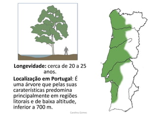 Longevidade: cerca de 20 a 25
anos.
Localização em Portugal: É
uma árvore que pelas suas
caraterísticas predomina
principalmente em regiões
litorais e de baixa altitude,
inferior a 700 m.
Carolina Gomes
 