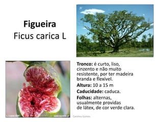 Figueira
Ficus carica L
Tronco: é curto, liso,
cinzento e não muito
resistente, por ter madeira
branda e flexível.
Altura: 10 a 15 m
Caducidade: caduca.
Folhas: alternas,
usualmente providas
de látex, de cor verde clara.
Carolina Gomes
 