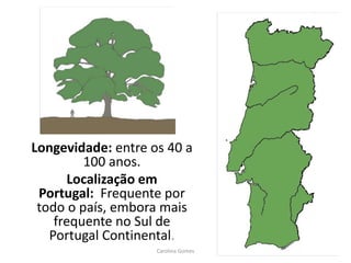 Longevidade: entre os 40 a
100 anos.
Localização em
Portugal: Frequente por
todo o país, embora mais
frequente no Sul de
Portugal Continental.
Carolina Gomes
 