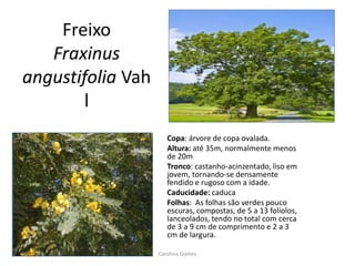 Freixo
Fraxinus
angustifolia Vah
l
Copa: árvore de copa ovalada.
Altura: até 35m, normalmente menos
de 20m
Tronco: castanho-acinzentado, liso em
jovem, tornando-se densamente
fendido e rugoso com a idade.
Caducidade: caduca
Folhas: As folhas são verdes pouco
escuras, compostas, de 5 a 13 folíolos,
lanceolados, tendo no total com cerca
de 3 a 9 cm de comprimento e 2 a 3
cm de largura.
Carolina Gomes
 