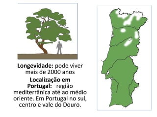 Longevidade: pode viver
mais de 2000 anos
Localização em
Portugal: região
mediterrânica até ao médio
oriente. Em Portugal no sul,
centro e vale do Douro.
 